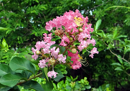 Crape myrtle, fiore, rosa, saoni, Lagerstroemia indica, Lythraceae, Goa