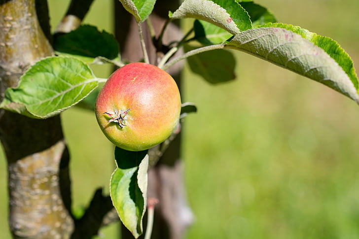 Apple, bio, Bio appel, Tuin, in de tuin, moestuin, zomer
