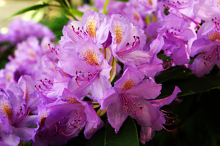 flor, jardín, flores, belleza, macro, naturaleza, flora