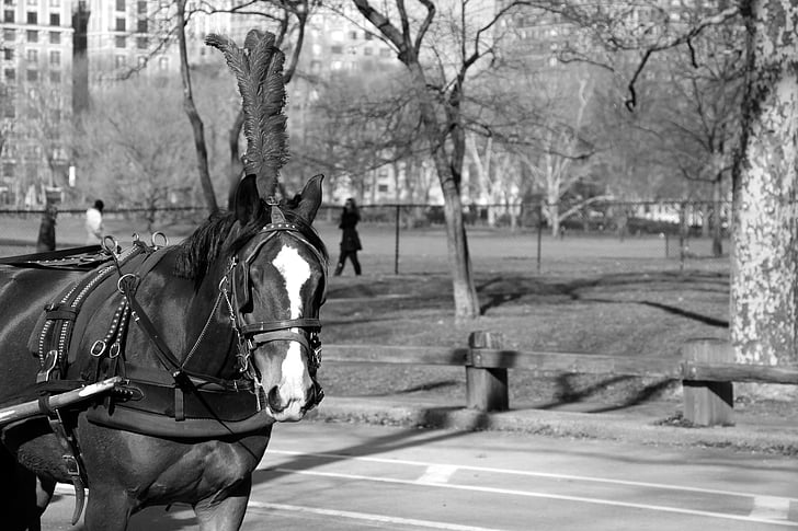 horse, carriage, manhattan, park, romantic