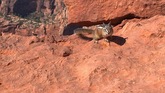 Zion park, veverička, Cestovanie, Príroda, USA, zviera
