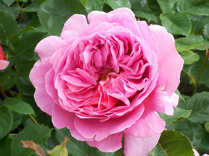 Rózsa, virág, Pink rose