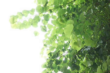 feuilles, vert, lumière, feuille, arbre, lumière de retour