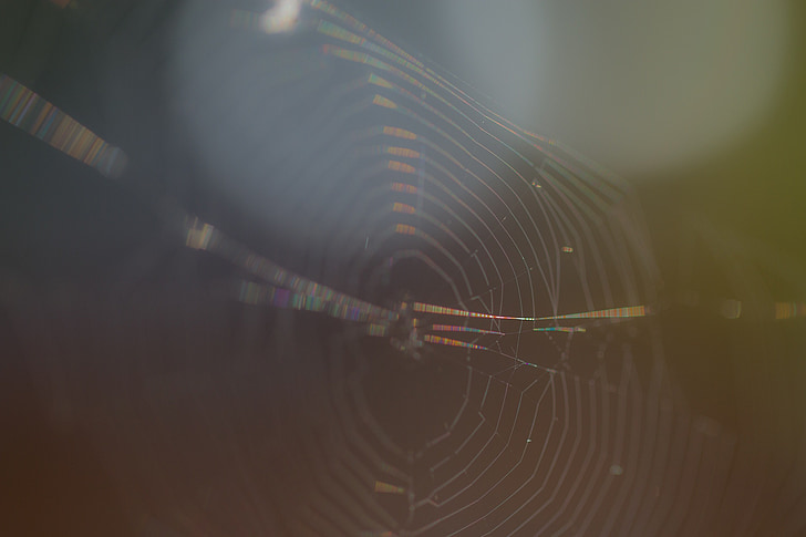 cobweb, out of focus, spider, strained networks