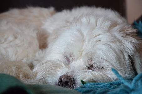 pies, spanie, ładny, zwierzętom, zmęczony
