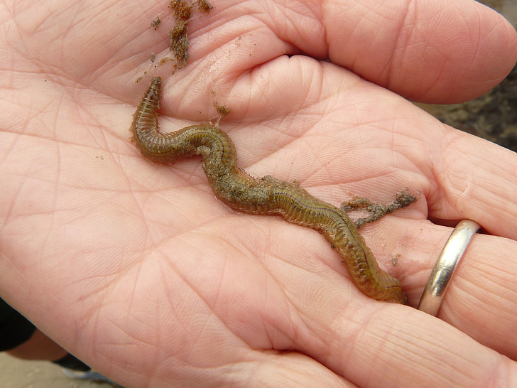 lake striped worm, worm, nereis diversicolor, annelid, wadden sea, watts, north sea