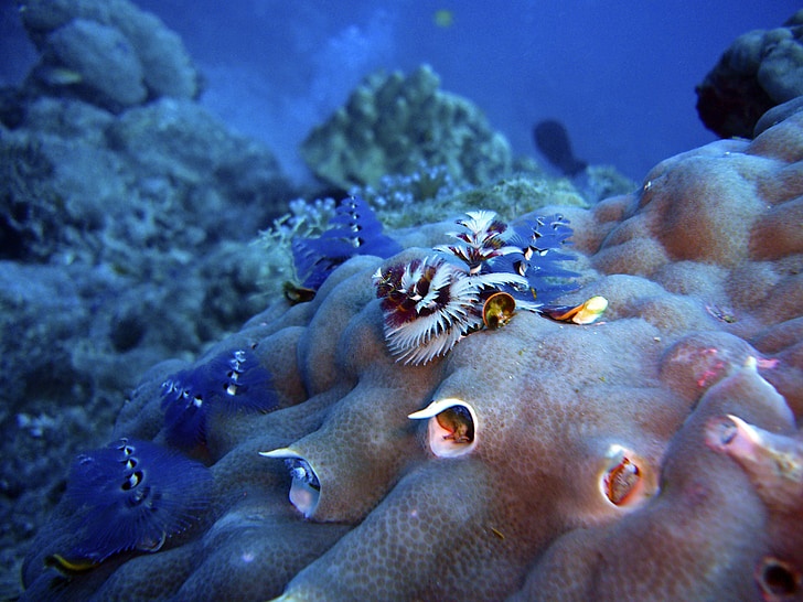 Coral, červ, huba, stromček jedľa, Potápanie, pod vodou, vody