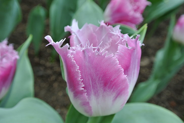 tulips, flower, blossom, petal, garden, purple flower