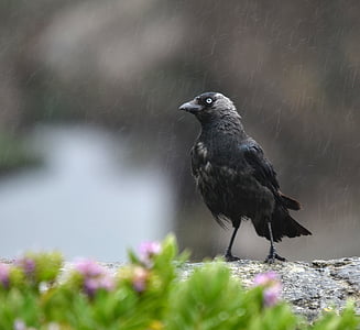 jackdaw, เปียก, ฝน, นก, ขนนก