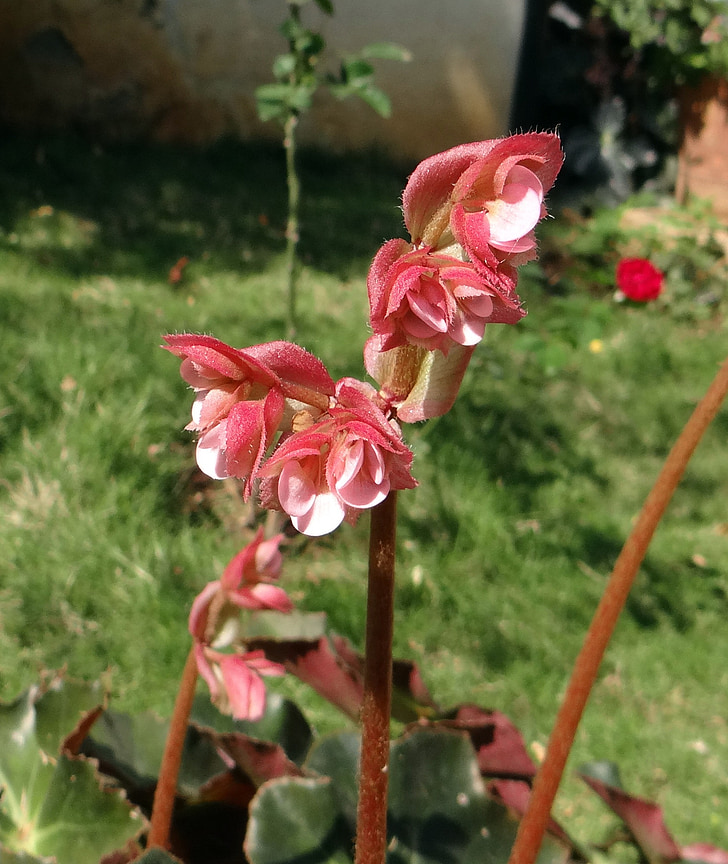 Begonia, blomst, blader, rosa, dharwad, India