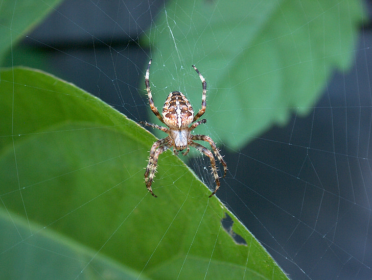 spider, nature, cobweb, arachnid, network, insect, animals