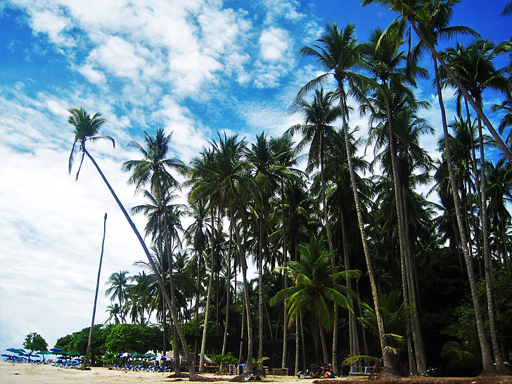 Costa Rica, Pacific beach, hoge palmbomen, exotische, tropische, hemel, vakantie