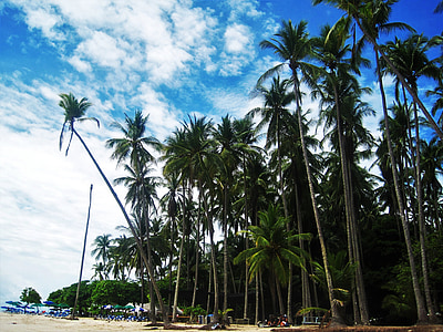 Kostaryka, Pacific beach, wysokie palmy, egzotyczne, Tropical, niebo, wakacje