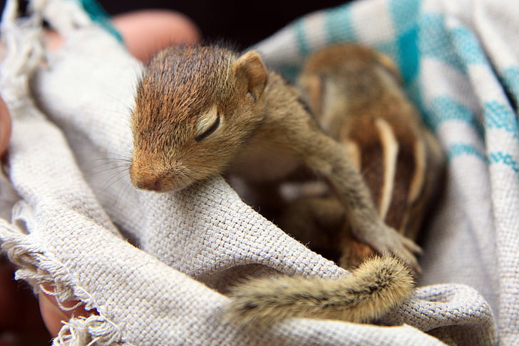 Baby veverička, veverička, zviera, milý, cicavec, rozkošný, hlodavec