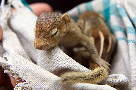 esquirol de bebè, esquirol, animal, valent, mamífer, adorable, rosegador