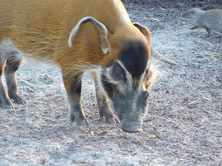 sikat telinga babi, kebun binatang, hewan