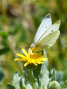 butterfly, libar, pollen, dandelion, blanquita of cabbage, pieris rapae, insect