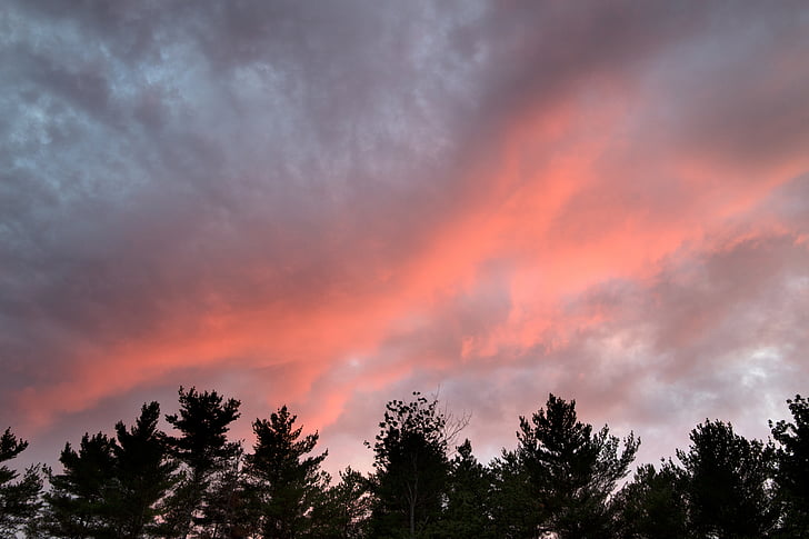 felhők, természet, Sky, fák