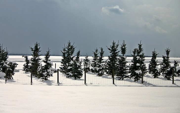 ihličnany, zimné, ihličnatý strom, sneh, za studena, zasnežené, mrazivé