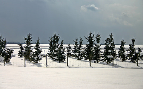 drzewa iglaste, zimowe, drzewo iglaste, śnieg, zimno, snowy, chłodny