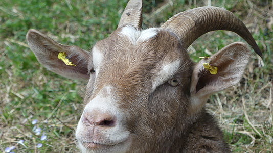 goat, animal, goat portrait, livestock, farm, nature, mammal