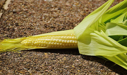 maíz, jóvenes, verduras, planta, verano
