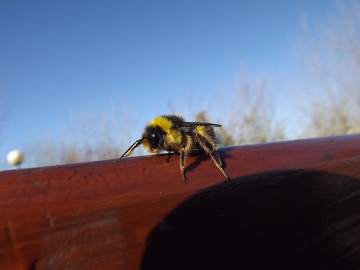 bee, yellow, black, fly, drone, insect, spring