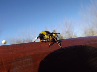 꿀벌, 노란색, 블랙, 비행, 무인 항공기, 곤충, 봄