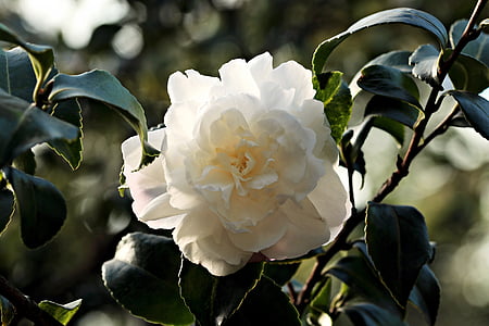 Camellia, puķe, balta, balta puķe, augu, zieds, Bloom
