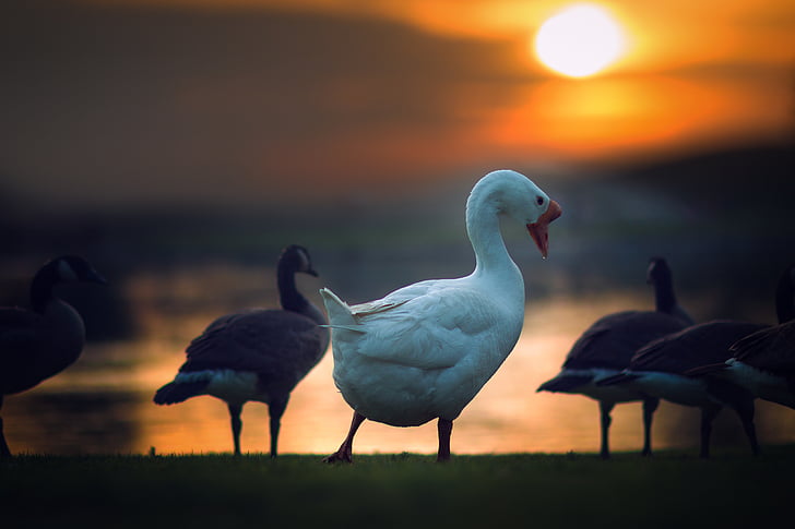 flock, white, black, ducks, near, body, water