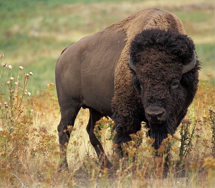 bison, buffalo, american, animal, mammal, prairie, grassland