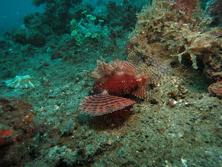 lionfish, Menyelam, Scuba, Marinir, bawah air, laut, laut