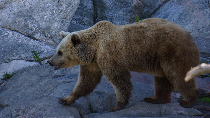 gấu, gấu bông, động vật ăn thịt, sở thú, con gấu, Ozone