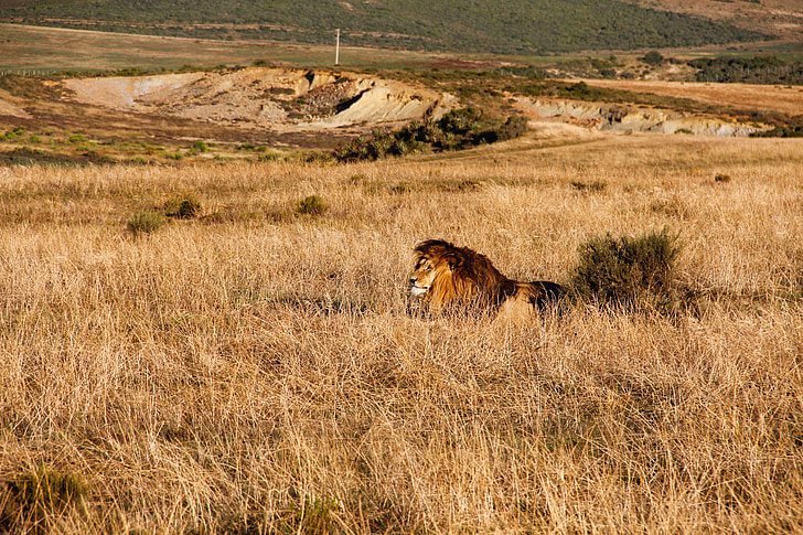 Leeuw, Safari, Afrika, kat, Lion's mane, natuur, bont