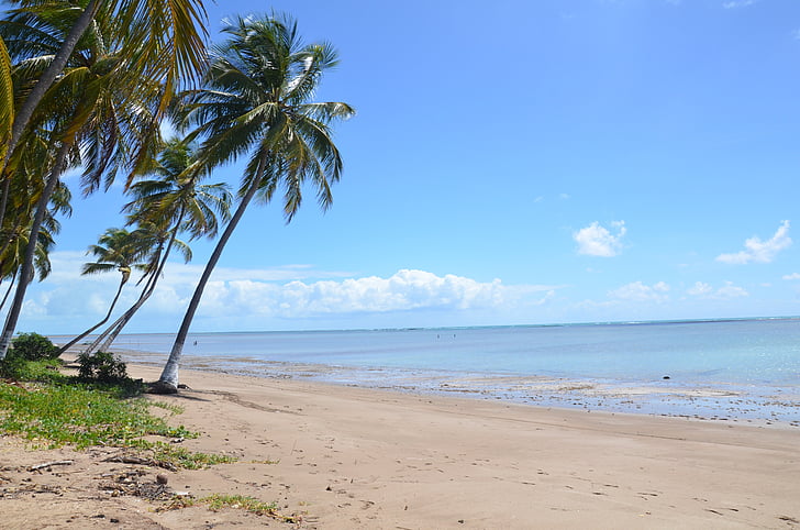stranden, Palm tree, havet