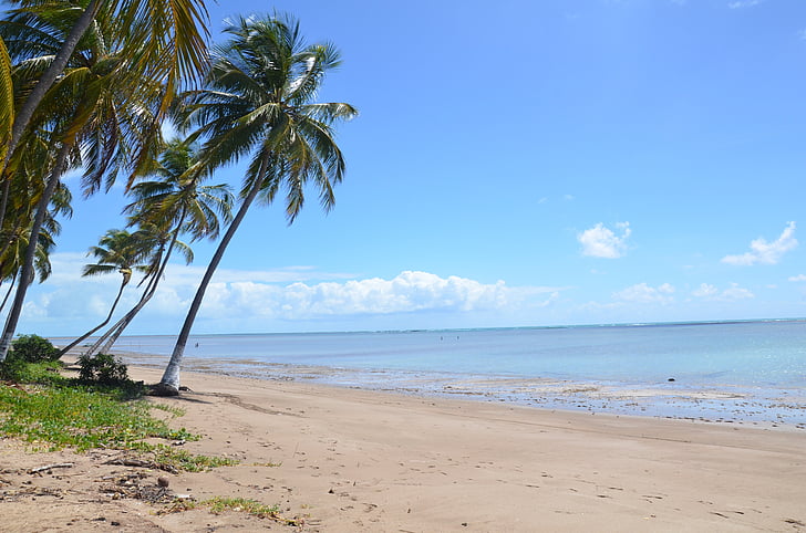 Playa, árbol de Palma, mar