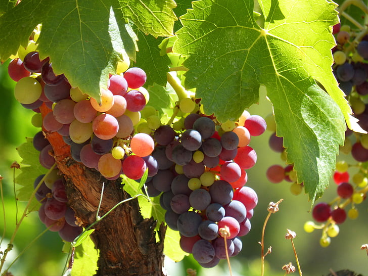vino, uva, vid, maduración, maduración, verde y maduro, verano