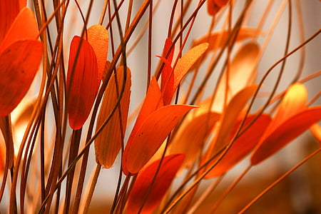 лист, помаранчеві листя, каракатиці листя, помаранчевий, жовтий, червоний, кольори