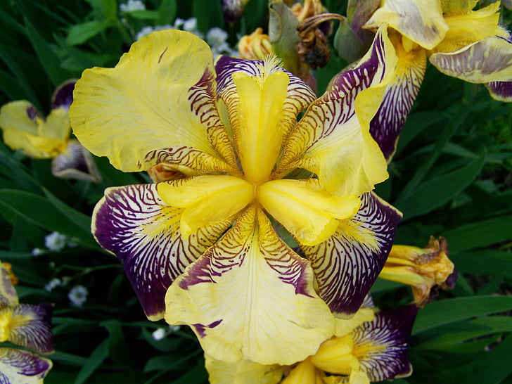 iris, fleur-de-lis, spring flower