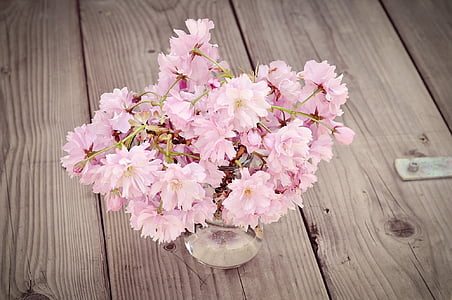 Kirsebærblomster, kirsebærtre blomstrer gren, blomster, rosa, rosa blomster, vase, tre