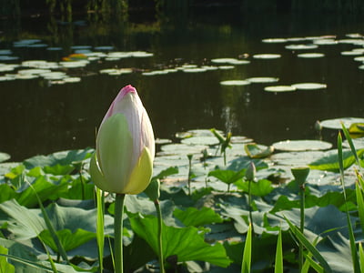 Waterlily bud, Waterlily, Bud, Lotus, ribnik, cvet