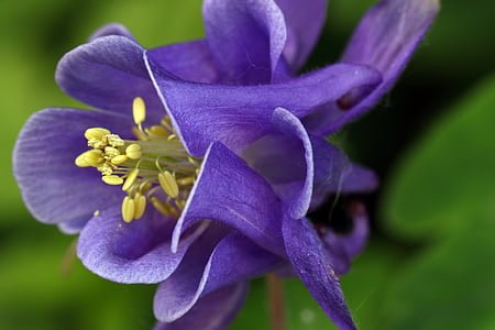 orlik, flower, violet, spring, macro, nature, garden