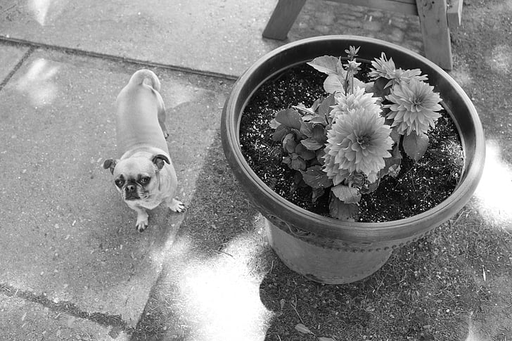 pes, Chihuahua mix, pes a květiny, mimo, Příroda, zvířata, Psí