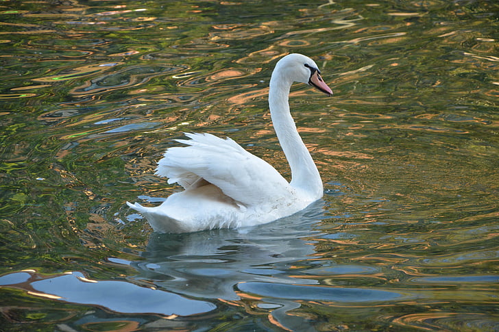 Swan, hvit, Majestic, dyr, fjærdrakt, fjær, Lake