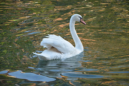 Swan, vit, Majestic, djur, fjäderdräkt, fjädrar, sjön
