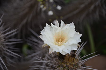 flowering desert, cactus, flowers, flower, desert, nature, desert flower