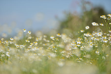 Blanco, margaritas, campo, día, tiempo, flores, hierba