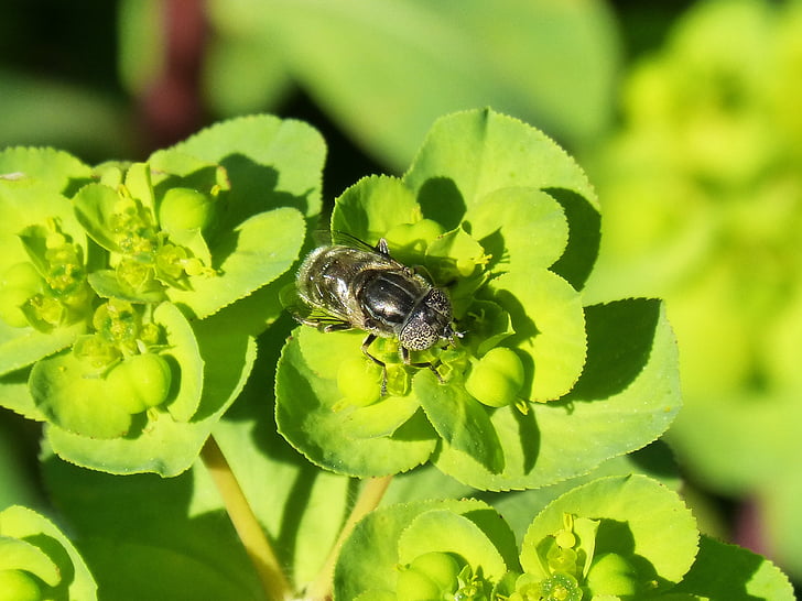 pixelated очи пчела, hoverfly, цвете, libar, очите съединения, volucella inanis, насекоми