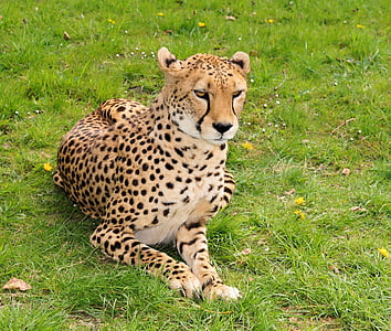 Wildcat, store vildkat, Cheetah, jæger, hurtig, natur, Fur
