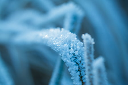 Ice, eiskristalle, Frost, vinter, græs, Reed, frosne